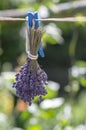 Lavandula angustifolia bunch of dry flowers in bloom tied with white rope hanging on clothesline Royalty Free Stock Photo