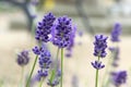 Lavandula angustifolia bunch of flowers in bloom Royalty Free Stock Photo