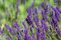 Lavandula angustifolia bunch of flowers in bloom, purple scented flowering plant Royalty Free Stock Photo