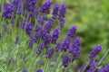 Lavandula angustifolia bunch of flowers in bloom, purple scented flowering plant Royalty Free Stock Photo