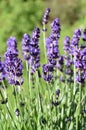 Common lavender Lavandula angustifolia in a garden