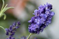 Lavandula angustifolia, lavender, a shrub with fragrant flowers