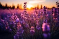 Lavandula angustifolia lavender field in bloom, agriculture harvest landscape panorama view