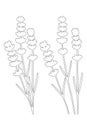 Bunch of lavender flowers and lavender flowers separated - black lines