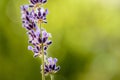 Lavandula common name lavender . Macro