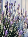 Lavandula dentata. Purple Lavenders with white corrugated metal fence background.