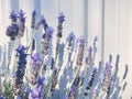 Lavandula dentata. Purple Lavenders with white corrugated metal fence background at the morning.