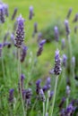 Lavandula dentata is a species of lavender, one of several species known also by Lavandula stoechas.