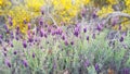 Lavandula estoechas flower