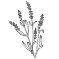 Lavandula flower sketch engraving vector