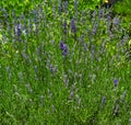 Lavandula latifolia Great Speik, spike lavender flowering in garden