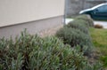 lavandula officinalis sprayed shrub near house lavender spring without flowers gray green leaves car in background lawn
