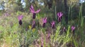Lavandula pedunculata (Mill.) Cav. or Greater Rosemary. Royalty Free Stock Photo