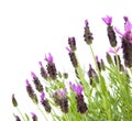 Lavandula Stoechas Royalty Free Stock Photo