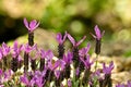 Lavandula Stoechas Royalty Free Stock Photo