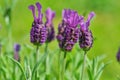 Lavandula stoechas blossom, close up color picture Royalty Free Stock Photo