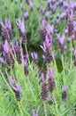 Lavandula stoechas Royalty Free Stock Photo