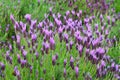 Lavandula stoechas Royalty Free Stock Photo