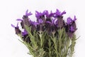 Lavandula Stoechas French lavender; Spanish Lavender; Topped Lavender; isolated on white Royalty Free Stock Photo