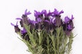 Lavandula Stoechas French lavender; Spanish Lavender; Topped Lavender; isolated on white