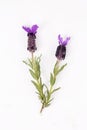 Lavandula Stoechas French lavender; Spanish Lavender; Topped Lavender; isolated on white Royalty Free Stock Photo