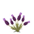 Luscious lavender isolated on white background Royalty Free Stock Photo