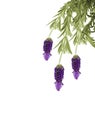 Hanging lavender isolated on white background Royalty Free Stock Photo