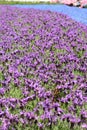 Lavandula stoechas or lavander flowers. Euroflora 2018 exhibition. Parchi di Nervi. Genoa. Italy