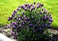 Lavandula stoechas lush flower bed with lavander sage blue and purple flower color combined with yellow ornamental grasses lush