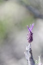 Lavandula Stoechas, macrography. Royalty Free Stock Photo