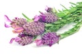 Lavandula stoechas, Spanish lavender Royalty Free Stock Photo