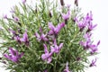 Lavandula stoechas, Spanish lavender Royalty Free Stock Photo