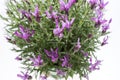 Lavandula stoechas, Spanish lavender Royalty Free Stock Photo