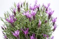 Lavandula stoechas, Spanish lavender Royalty Free Stock Photo