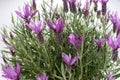 Lavandula stoechas, Spanish lavender Royalty Free Stock Photo