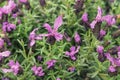 Lavandula stoechas, topped lavender or French lavender