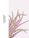 Lavandula tiny flowers, lavender bloom background. Herbal scented floral illustration for aroma cosmetics, travel advertising,