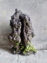 Lavarock for bonsai