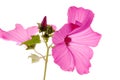 Lavatera Royalty Free Stock Photo