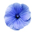 Lavatera blue flower on a white isolated background with clipping path. Closeup. no shadows. For design. Royalty Free Stock Photo