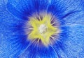 Lavatera blue yellow flower closeup. Macro. Royalty Free Stock Photo