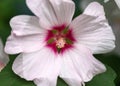 Lavatera Blushing Bride Barnsley Tree Mallow Flower in summer garden Royalty Free Stock Photo