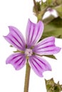 lavatera cretica flower