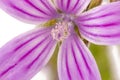 lavatera cretica flower