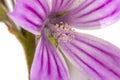 lavatera cretica flower