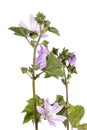 lavatera cretica flower