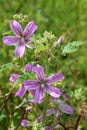 Lavatera cretica, a species of flowering plant in the mallow family.