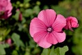 Lavatera flower and bud. Royalty Free Stock Photo