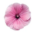 Lavatera pink flower on a white isolated background with clipping path. Closeup. no shadows. For design. Royalty Free Stock Photo