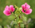 Lavatera or rose mallow pink flowers